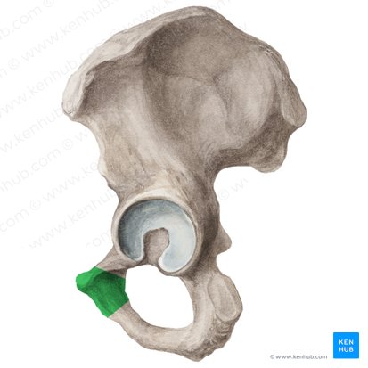 Cuerpo del pubis (Corpus ossis pubis); Imagen: Liene Znotina