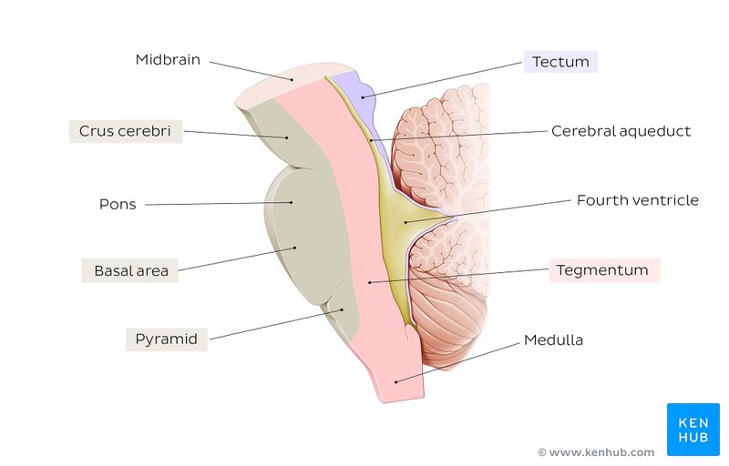 Overview of the brainstem