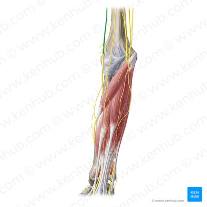 Radial nerve (Nervus radialis); Image: Yousun Koh