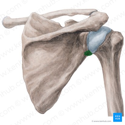 Infraglenoid tubercle of scapula (Tuberculum infraglenoidale scapulae); Image: Yousun Koh