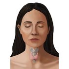 Thyroid and parathyroid glands