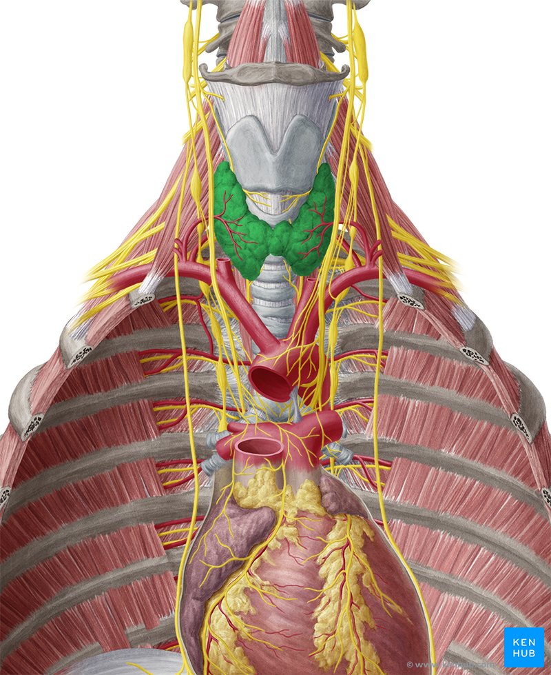 Nerves Related to Thyroid Gland