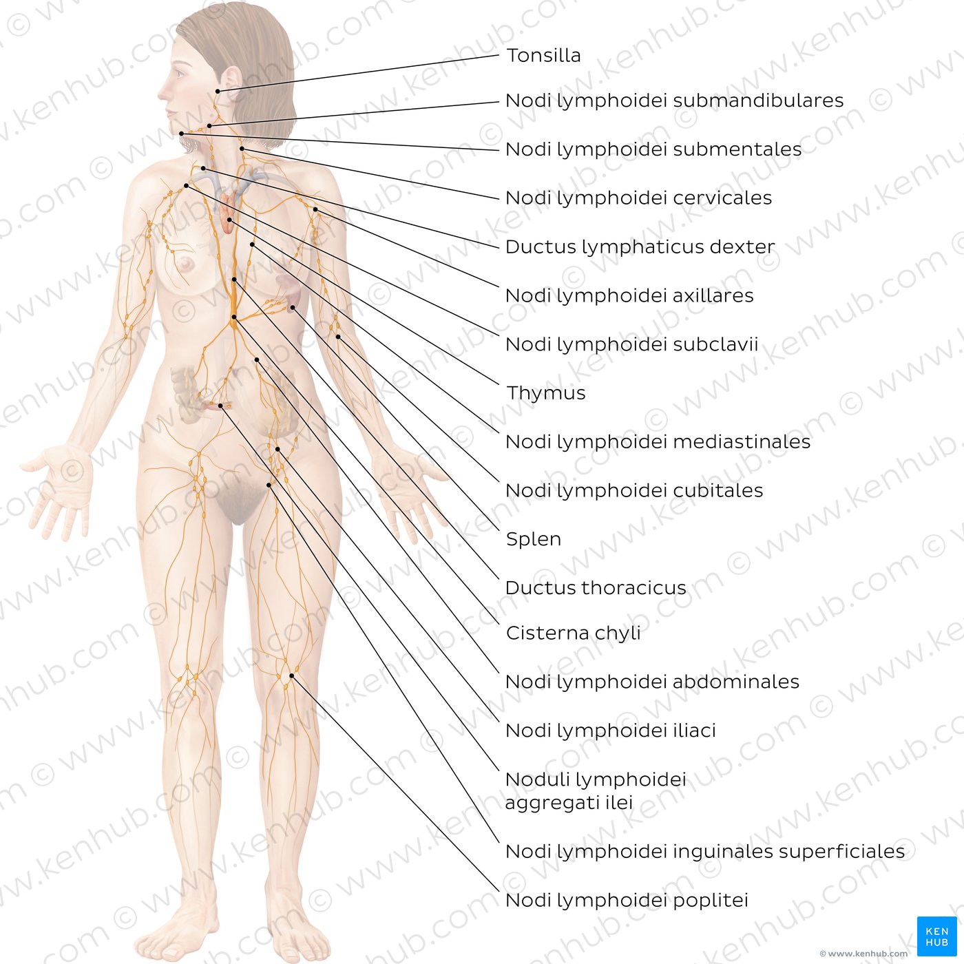 Lymphatisches System