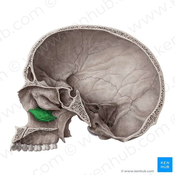 Inferior nasal concha (Concha nasalis inferior); Image: Yousun Koh