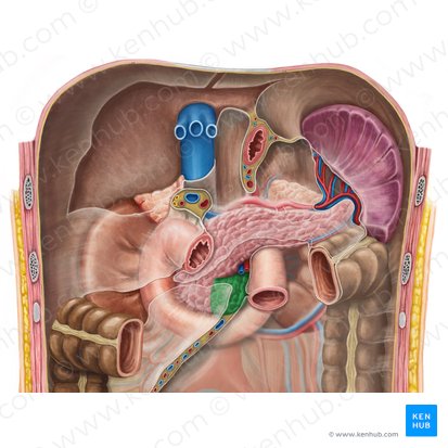 Proceso unciforme del páncreas (Processus uncinatus pancreatis); Imagen: Irina Münstermann