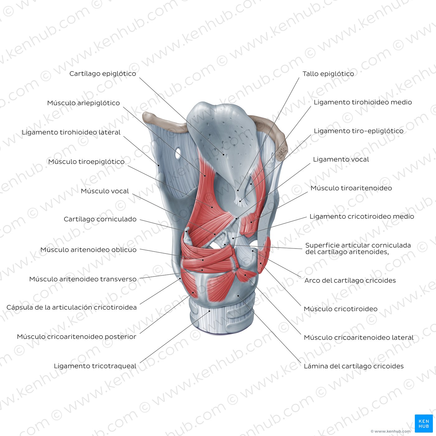 Diagrama de una vista posterolateral de la laringe, mostrando sus cartílagos, ligamentos y músculos