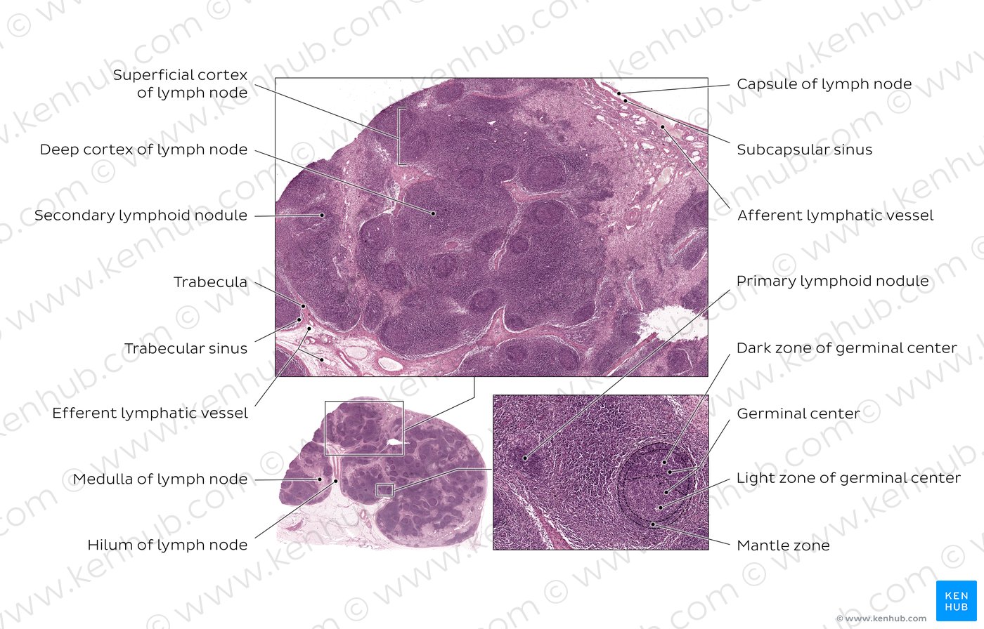 Lymph Nodes Definition Anatomy And Locations Kenhub