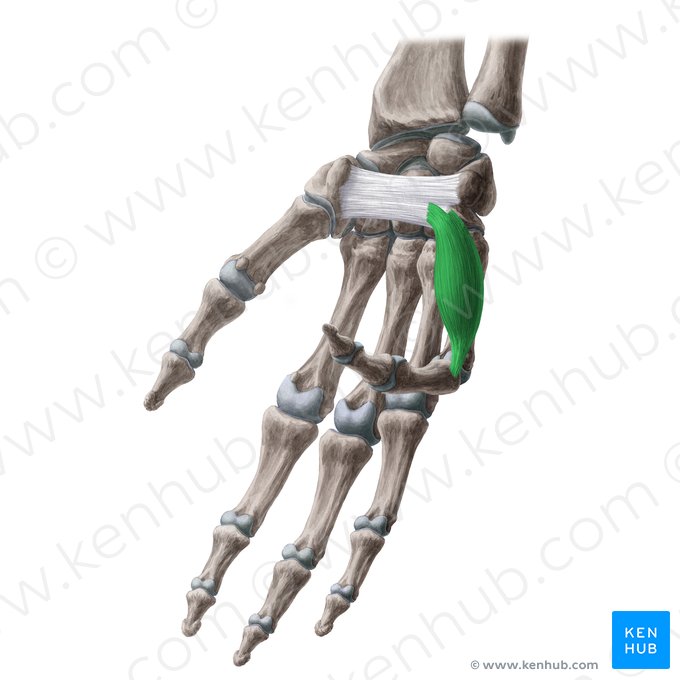 Musculus flexor digiti minimi brevis manus (Kleinfingerbeuger); Bild: Yousun Koh