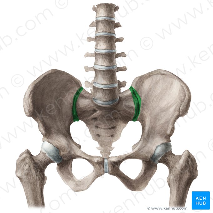 Articulación sacroiliaca (Articulatio sacroiliaca); Imagen: Liene Znotina