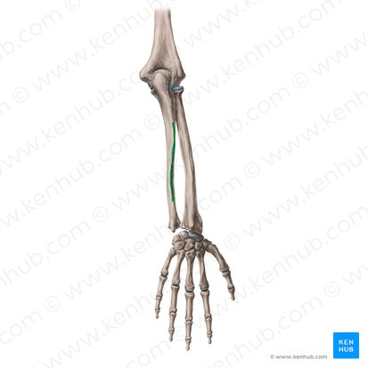 Borde posterior de la ulna (Margo posterior ulnae); Imagen: Yousun Koh