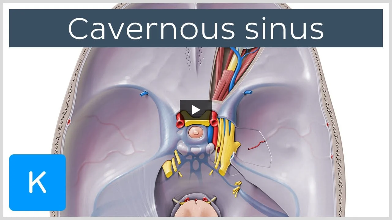 Cavernous sinus: anatomy, location, contents, drainage | Kenhub