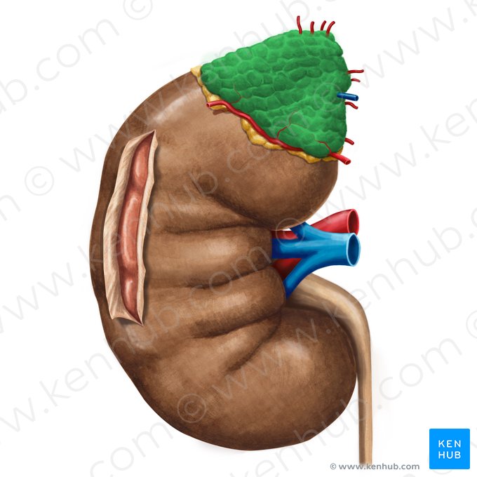 Suprarenal gland (Glandula suprarenalis); Image: Irina Münstermann