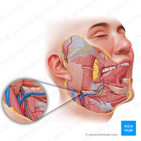 Ramo cervical do nervo facial (Ramus cervicis nervi facialis); Imagem: Paul Kim