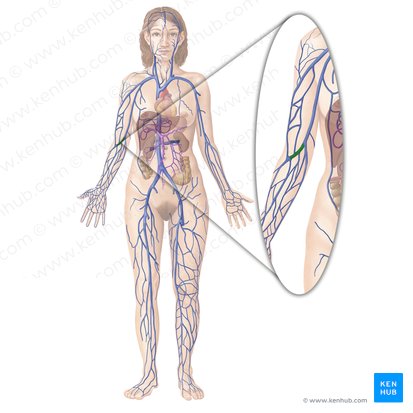Median cubital vein (Vena mediana cubiti); Image: Begoña Rodriguez