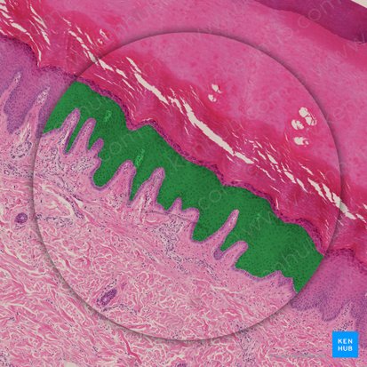 Stratum spinosum epidermis (Stachelzellschicht der Epidermis); Bild: 