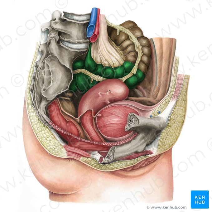 Sigmoid colon (Colon sigmoideum); Image: Irina Münstermann