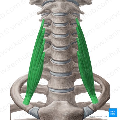 Scalenus anterior muscle (Musculus scalenus anterior); Image: Yousun Koh