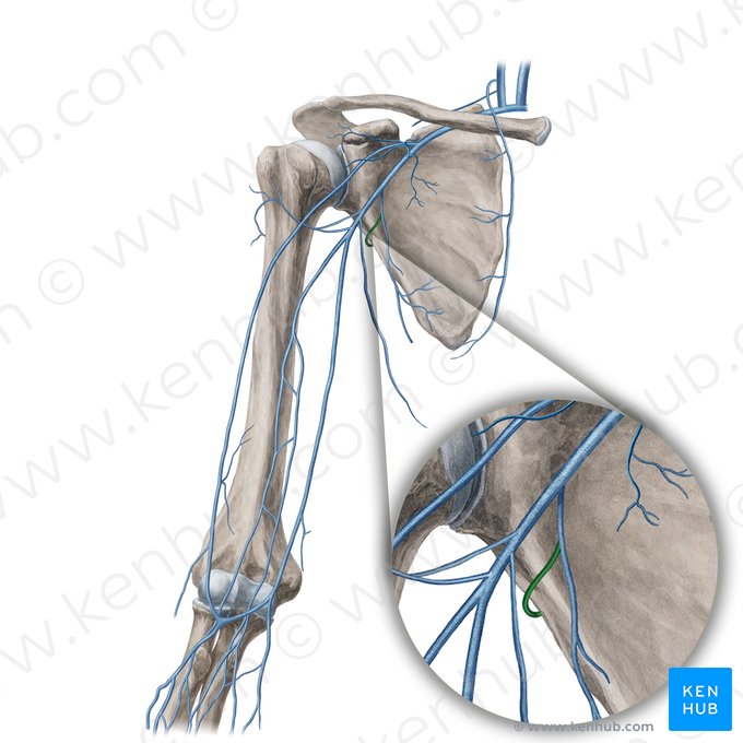 Veia circunfleja escapular (Vena circumflexa scapulae); Imagen: Yousun Koh