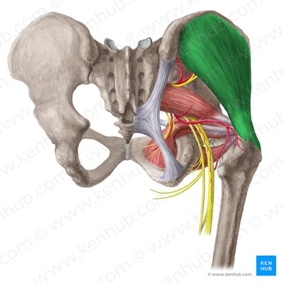 Músculo glúteo médio (Musculus gluteus medius); Imagem: Liene Znotina