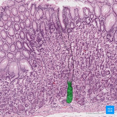 Base da glândula gástrica (Basis glandulae gastricae); Imagem: 