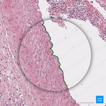 Endothelium of artery (Endothelium arteriae); Image: 