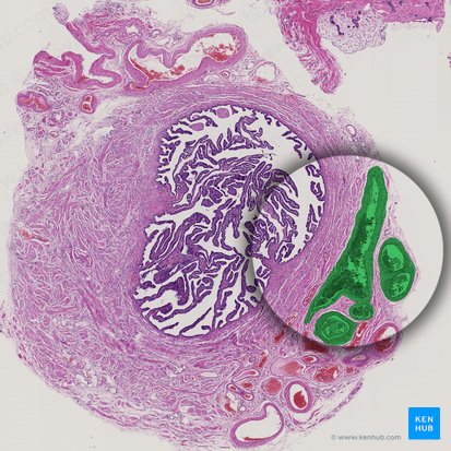 Ramos das artérias uterinas e ováricas (Rami arteriarum uterinae et ovaricae); Imagem: 