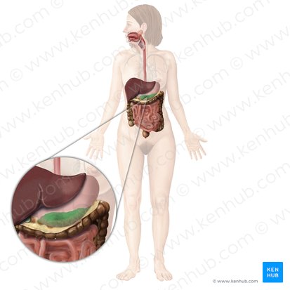 Pâncreas (Pancreas); Imagem: Begoña Rodriguez