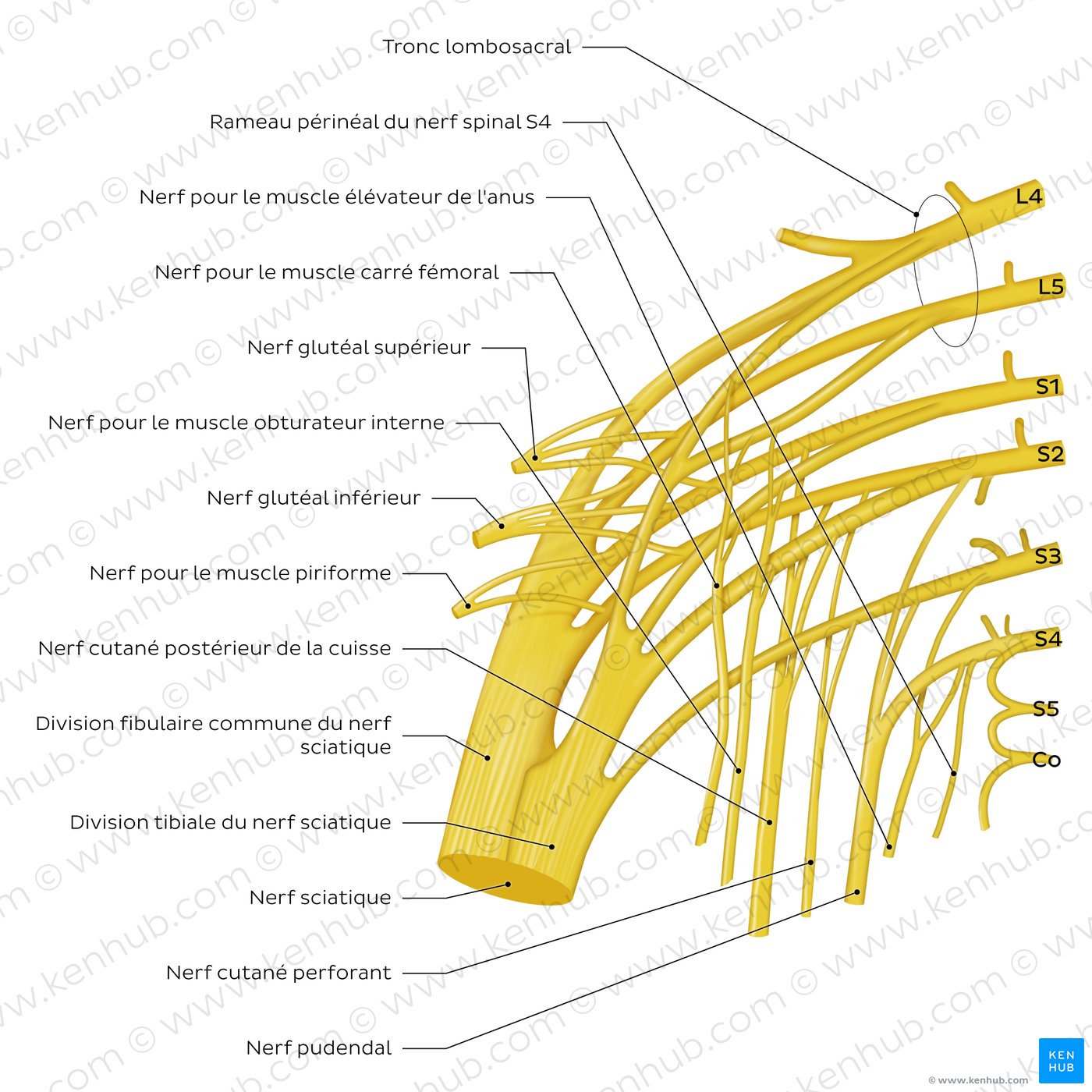 Sacral plexus: An overview