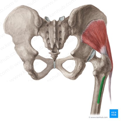 Gluteal tuberosity of femur (Tuberositas glutea femoris); Image: Liene Znotina