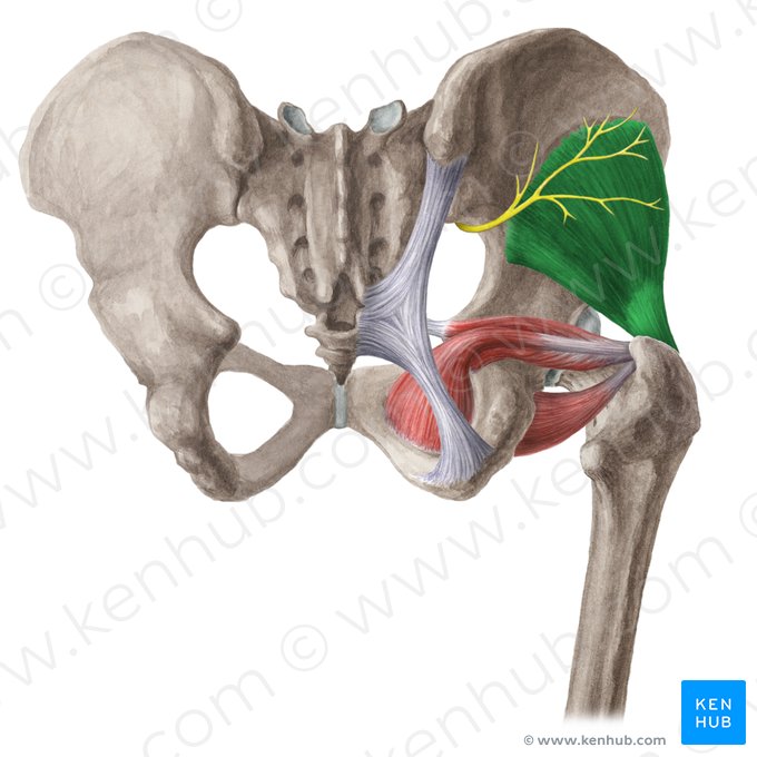 Gluteus minimus muscle (Musculus gluteus minimus); Image: Liene Znotina