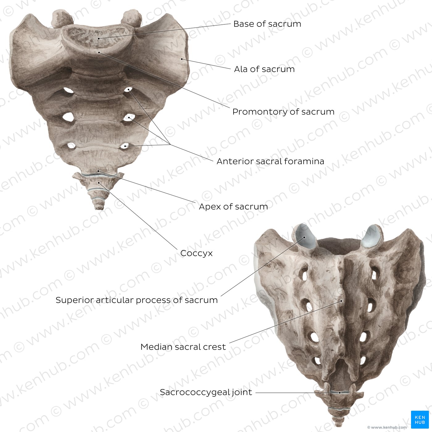 Figure 5. Sacrum and coccyx (overview)