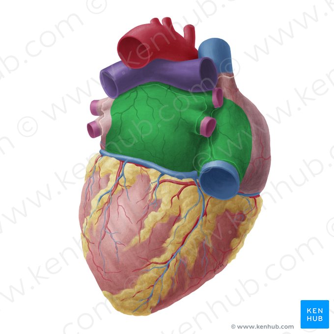 Base of heart (Basis cordis); Image: Yousun Koh