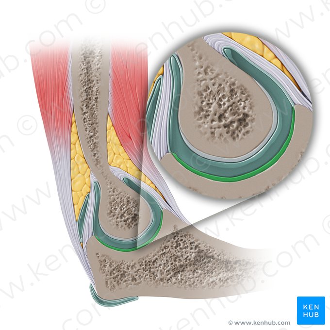 Articular cartilage of trochlear notch (Cartilago articularis incisurae trochlearis); Image: Paul Kim