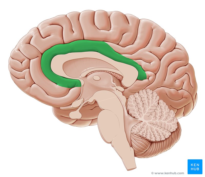 Cingulate gyrus - medial view