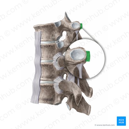 Ligamento costotransverso lateral (Ligamentum costotransversarium laterale); Imagen: Begoña Rodriguez