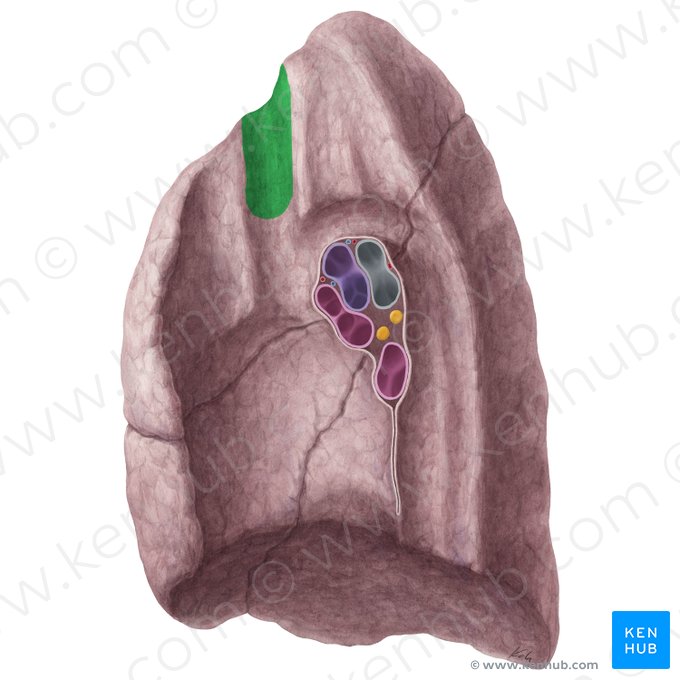 Impression for right brachiocephalic vein of right lung (Impressio venae brachiocephalicae dextrae pulmonis dextri); Image: Yousun Koh