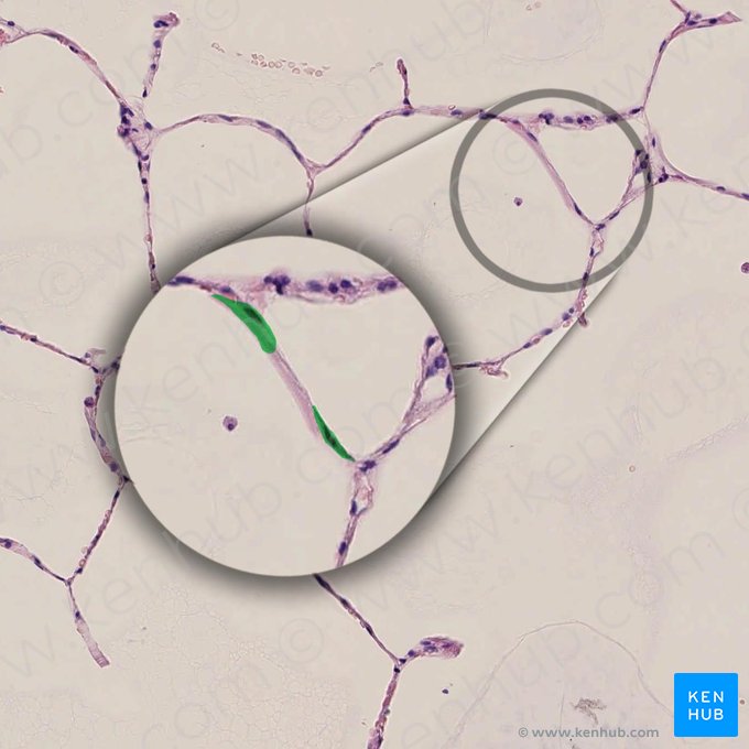 Neumocitos tipo I (Pneumocytus typus I); Imagen: 