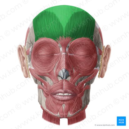 Músculo frontal y galea aponeurótica (Musculus frontalis & galea aponeurotica); Imagen: Yousun Koh