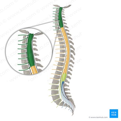 Nervios espinales C1-C8 (Nervi spinales C1-C8); Imagen: Irina Münstermann