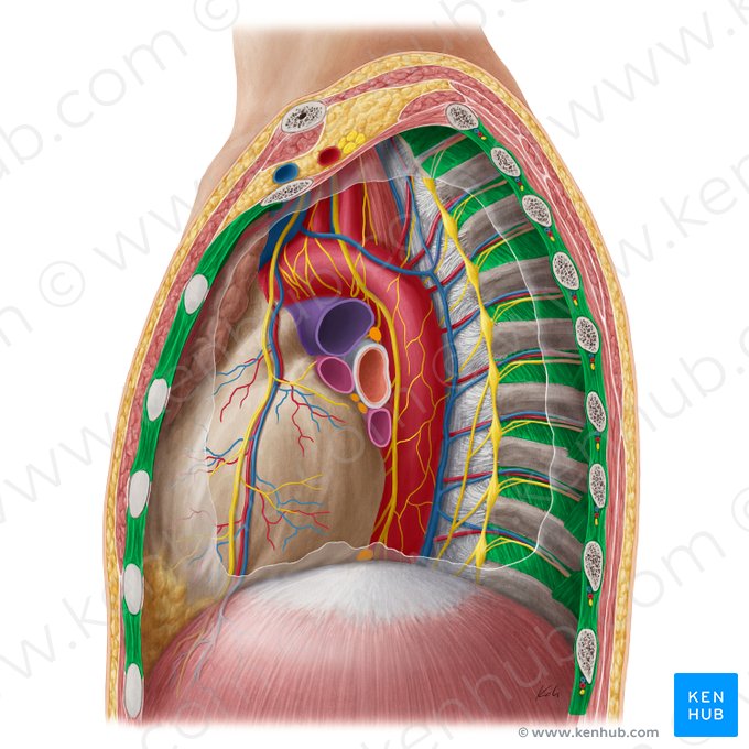 Musculi intercostales (Zwischenrippenmuskeln); Bild: Yousun Koh