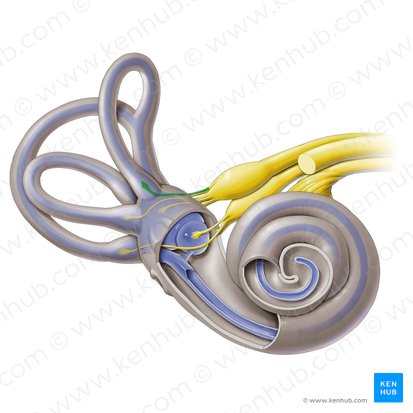 Nervio ampular anterior (Nervus ampullaris anterior); Imagen: Paul Kim