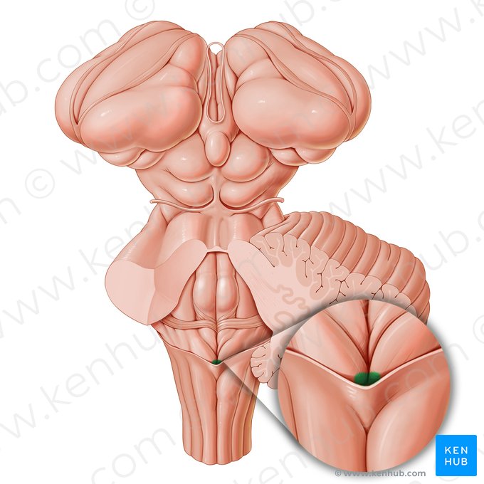 Abertura del conducto central de la médula espinal (Ostium canalis centralis medullae spinalis); Imagen: Paul Kim