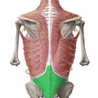 Thoracolumbar fascia