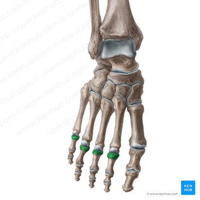 Bases of proximal phalanges of 2nd-5th toes (Bases phalangium proximalium digitorum 2-5 pedis); Image: Liene Znotina