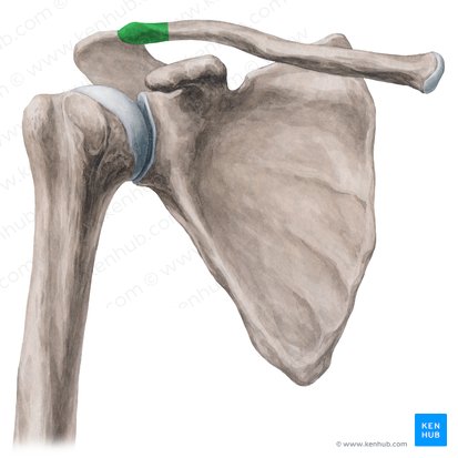 Acromial end of clavicle (Extremitas acromialis claviculae); Image: Yousun Koh
