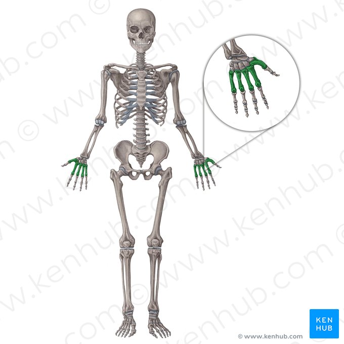 Metacarpal bones (Ossa metacarpi); Image: Irina Münstermann