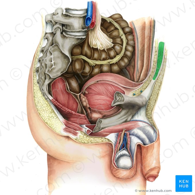 Rectus abdominis muscle (Musculus rectus abdominis); Image: Irina Münstermann