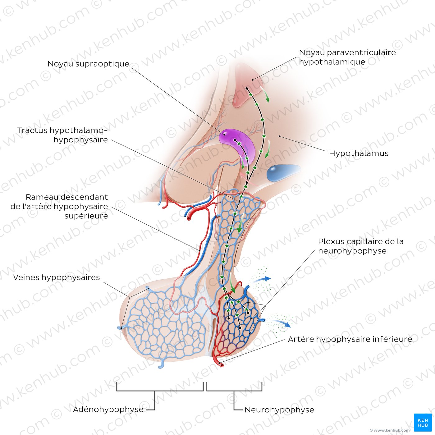 Tractus hypothalamo-hypophysaire