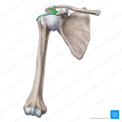 Coracoacromial ligament (Ligamentum coracoacromiale); Image: Yousun Koh