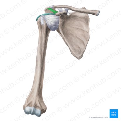 Ligamentum coracoacromiale (Rabenschnabel-Schulterdach-Band); Bild: Yousun Koh